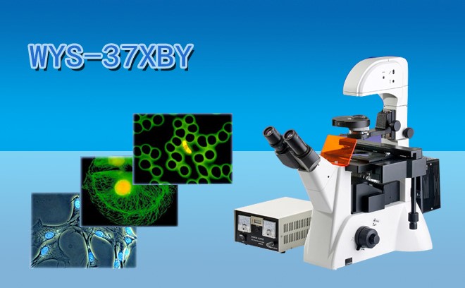 細胞研究用的生物午夜精品女人A片爽爽免费分類和工作原理