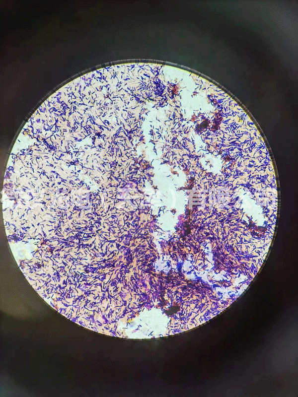 用午夜视频福利光電午夜精品女人A片爽爽免费進行芽孢及革蘭氏染色杆菌的觀察